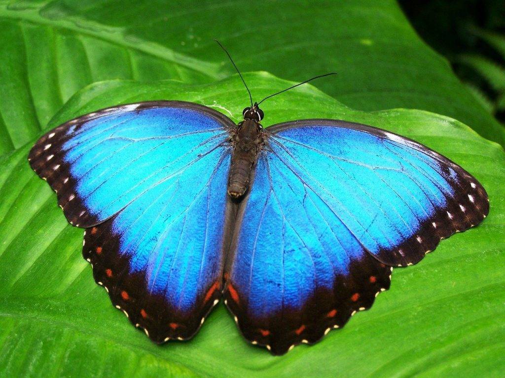 butterfly, insect, animal-142506.jpg